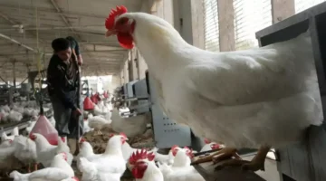 تنبيه مباشر.. تكلفة الدجاج الحقيقية لا تتجاوز 70 جنيهاً